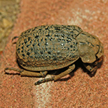 Phoberus species